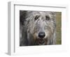 Portrait of an Irish Wolfhound-Zandria Muench Beraldo-Framed Photographic Print