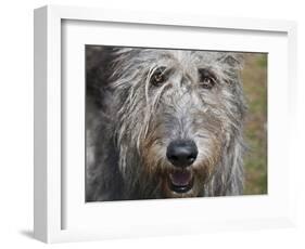 Portrait of an Irish Wolfhound-Zandria Muench Beraldo-Framed Photographic Print