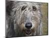 Portrait of an Irish Wolfhound-Zandria Muench Beraldo-Mounted Photographic Print