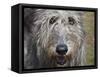 Portrait of an Irish Wolfhound-Zandria Muench Beraldo-Framed Stretched Canvas