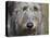 Portrait of an Irish Wolfhound-Zandria Muench Beraldo-Stretched Canvas
