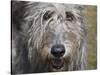 Portrait of an Irish Wolfhound-Zandria Muench Beraldo-Stretched Canvas