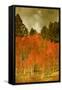 Portrait of Aspens in Autumn-Vincent James-Framed Stretched Canvas
