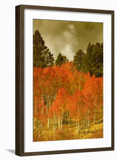 Portrait of Aspens in Autumn-Vincent James-Framed Photographic Print