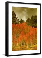 Portrait of Aspens in Autumn-Vincent James-Framed Photographic Print