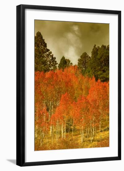 Portrait of Aspens in Autumn-Vincent James-Framed Photographic Print