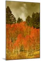 Portrait of Aspens in Autumn-Vincent James-Mounted Photographic Print