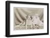 Portrait of Baby and Dog-null-Framed Photographic Print