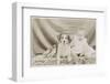 Portrait of Baby and Dog-null-Framed Photographic Print