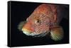 Portrait of Ballan Wrasse (Labrus Bergylta), St Abbs, Berwickshire, Scotland, UK-Linda Pitkin-Framed Stretched Canvas