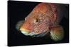 Portrait of Ballan Wrasse (Labrus Bergylta), St Abbs, Berwickshire, Scotland, UK-Linda Pitkin-Stretched Canvas