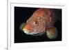 Portrait of Ballan Wrasse (Labrus Bergylta), St Abbs, Berwickshire, Scotland, UK-Linda Pitkin-Framed Photographic Print