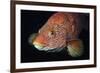 Portrait of Ballan Wrasse (Labrus Bergylta), St Abbs, Berwickshire, Scotland, UK-Linda Pitkin-Framed Photographic Print