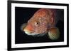 Portrait of Ballan Wrasse (Labrus Bergylta), St Abbs, Berwickshire, Scotland, UK-Linda Pitkin-Framed Photographic Print