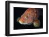 Portrait of Ballan Wrasse (Labrus Bergylta), St Abbs, Berwickshire, Scotland, UK-Linda Pitkin-Framed Photographic Print