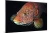 Portrait of Ballan Wrasse (Labrus Bergylta), St Abbs, Berwickshire, Scotland, UK-Linda Pitkin-Mounted Photographic Print