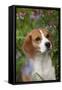 Portrait of Beagle Hound in Dandelions-Lynn M^ Stone-Framed Stretched Canvas