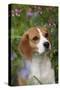 Portrait of Beagle Hound in Dandelions-Lynn M^ Stone-Stretched Canvas