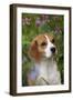 Portrait of Beagle Hound in Dandelions-Lynn M^ Stone-Framed Photographic Print