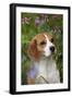 Portrait of Beagle Hound in Dandelions-Lynn M^ Stone-Framed Photographic Print