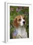 Portrait of Beagle Hound in Dandelions-Lynn M^ Stone-Framed Photographic Print