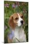 Portrait of Beagle Hound in Dandelions-Lynn M^ Stone-Mounted Photographic Print