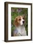 Portrait of Beagle Hound in Dandelions-Lynn M^ Stone-Framed Photographic Print