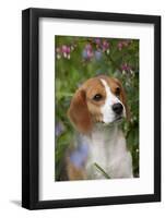 Portrait of Beagle Hound in Dandelions-Lynn M^ Stone-Framed Photographic Print