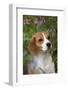 Portrait of Beagle Hound in Dandelions-Lynn M^ Stone-Framed Photographic Print