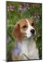 Portrait of Beagle Hound in Dandelions-Lynn M^ Stone-Mounted Photographic Print