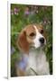 Portrait of Beagle Hound in Dandelions-Lynn M^ Stone-Framed Photographic Print