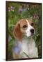 Portrait of Beagle Hound in Dandelions-Lynn M^ Stone-Framed Photographic Print