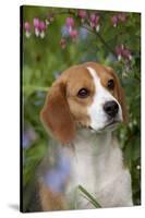 Portrait of Beagle Hound in Dandelions-Lynn M^ Stone-Stretched Canvas