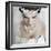 Portrait of Beautiful Bride-Pandorabox-Framed Photographic Print