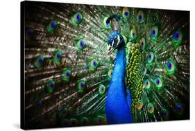 Portrait of Beautiful Peacock with Feathers Out-Drop of Light-Stretched Canvas