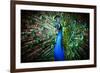 Portrait of Beautiful Peacock with Feathers Out-Drop of Light-Framed Photographic Print