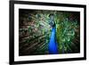 Portrait of Beautiful Peacock with Feathers Out-Drop of Light-Framed Photographic Print