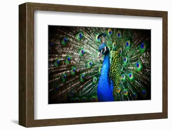 Portrait of Beautiful Peacock with Feathers Out-Drop of Light-Framed Photographic Print