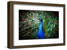 Portrait of Beautiful Peacock with Feathers Out-Drop of Light-Framed Photographic Print