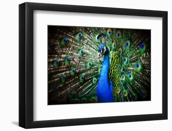 Portrait of Beautiful Peacock with Feathers Out-Drop of Light-Framed Photographic Print