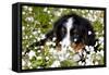 Portrait of Bernese Mountain Dog Pup in Spring Wildflowers (Anemone), Elburn, Illinois, USA-Lynn M^ Stone-Framed Stretched Canvas