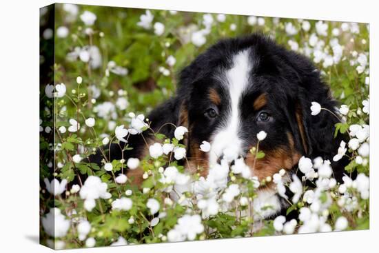 Portrait of Bernese Mountain Dog Pup in Spring Wildflowers (Anemone), Elburn, Illinois, USA-Lynn M^ Stone-Stretched Canvas