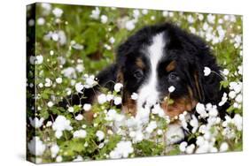 Portrait of Bernese Mountain Dog Pup in Spring Wildflowers (Anemone), Elburn, Illinois, USA-Lynn M^ Stone-Stretched Canvas