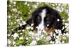 Portrait of Bernese Mountain Dog Pup in Spring Wildflowers (Anemone), Elburn, Illinois, USA-Lynn M^ Stone-Stretched Canvas