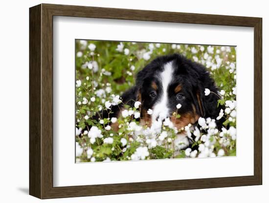Portrait of Bernese Mountain Dog Pup in Spring Wildflowers (Anemone), Elburn, Illinois, USA-Lynn M^ Stone-Framed Photographic Print