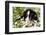 Portrait of Bernese Mountain Dog Pup in Spring Wildflowers (Anemone), Elburn, Illinois, USA-Lynn M^ Stone-Framed Photographic Print