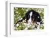 Portrait of Bernese Mountain Dog Pup in Spring Wildflowers (Anemone), Elburn, Illinois, USA-Lynn M^ Stone-Framed Photographic Print