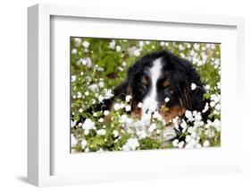 Portrait of Bernese Mountain Dog Pup in Spring Wildflowers (Anemone), Elburn, Illinois, USA-Lynn M^ Stone-Framed Photographic Print