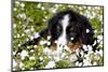 Portrait of Bernese Mountain Dog Pup in Spring Wildflowers (Anemone), Elburn, Illinois, USA-Lynn M^ Stone-Mounted Photographic Print