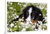 Portrait of Bernese Mountain Dog Pup in Spring Wildflowers (Anemone), Elburn, Illinois, USA-Lynn M^ Stone-Framed Photographic Print